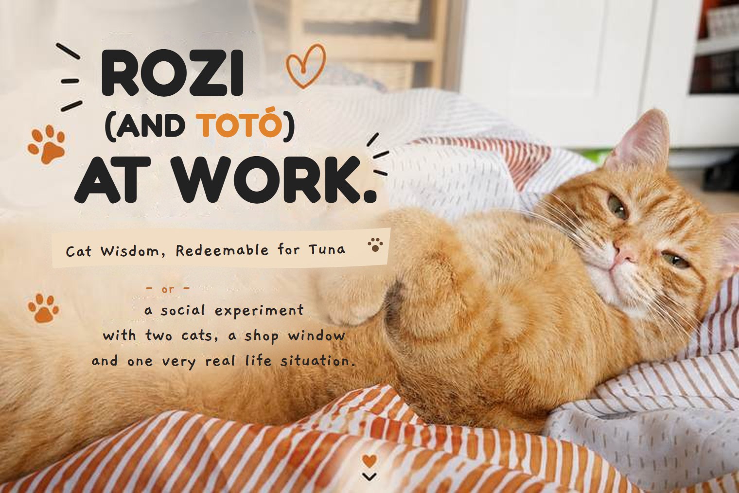 Rozi (and Totó) at work
