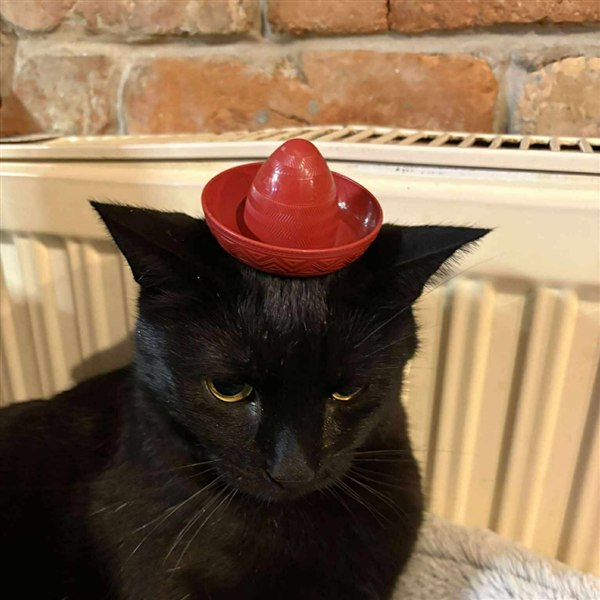 Kormi in a sombrero, subcontractor of the shop window