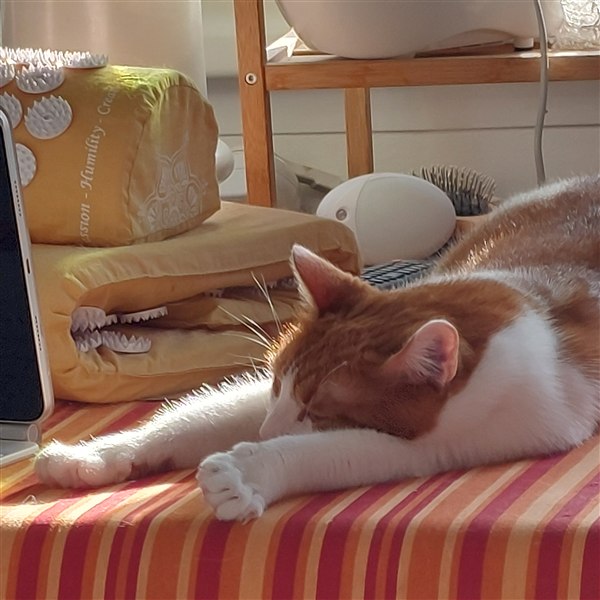 Rozi, the shop window cat